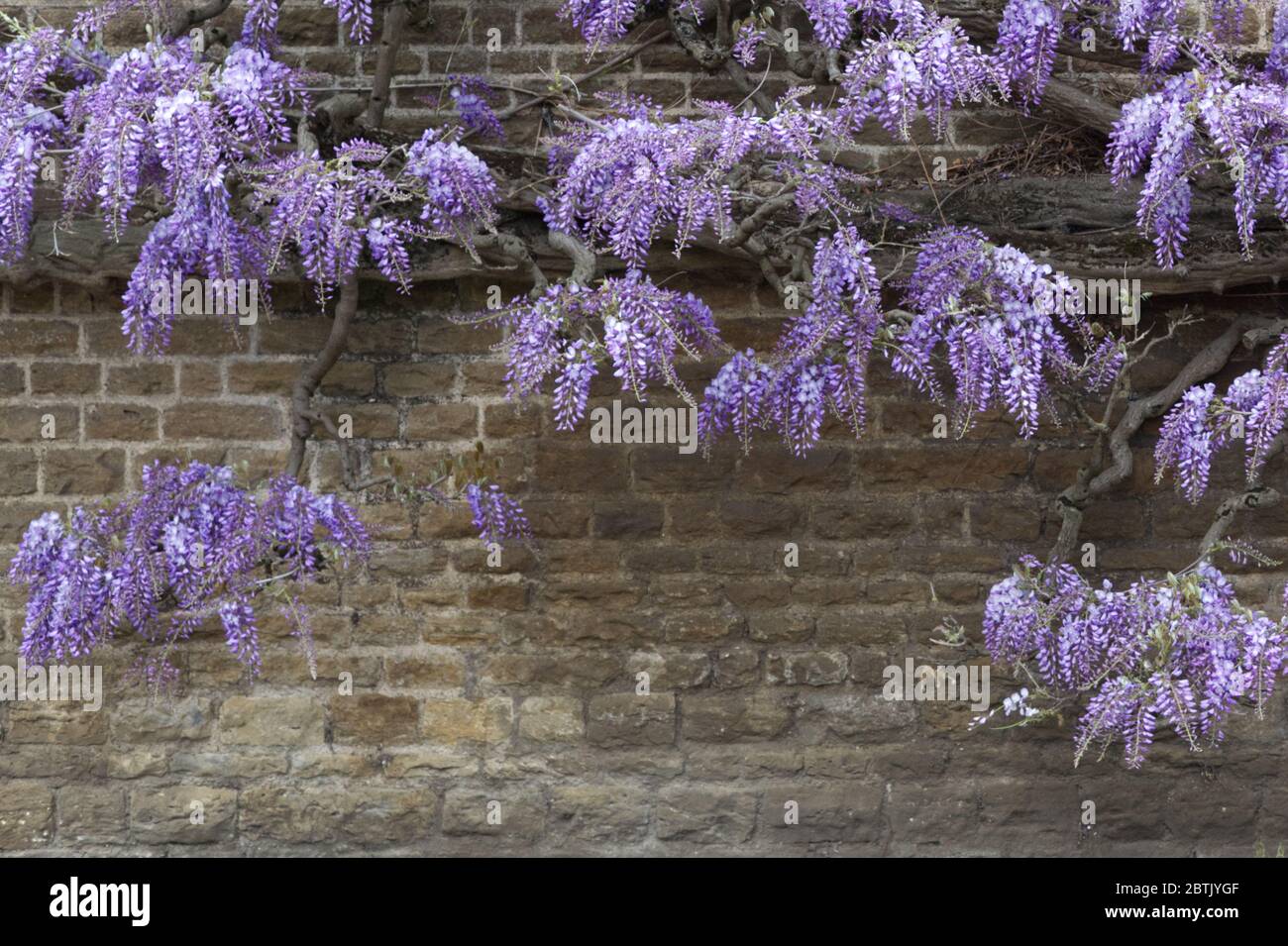 glicine fiorite Foto Stock