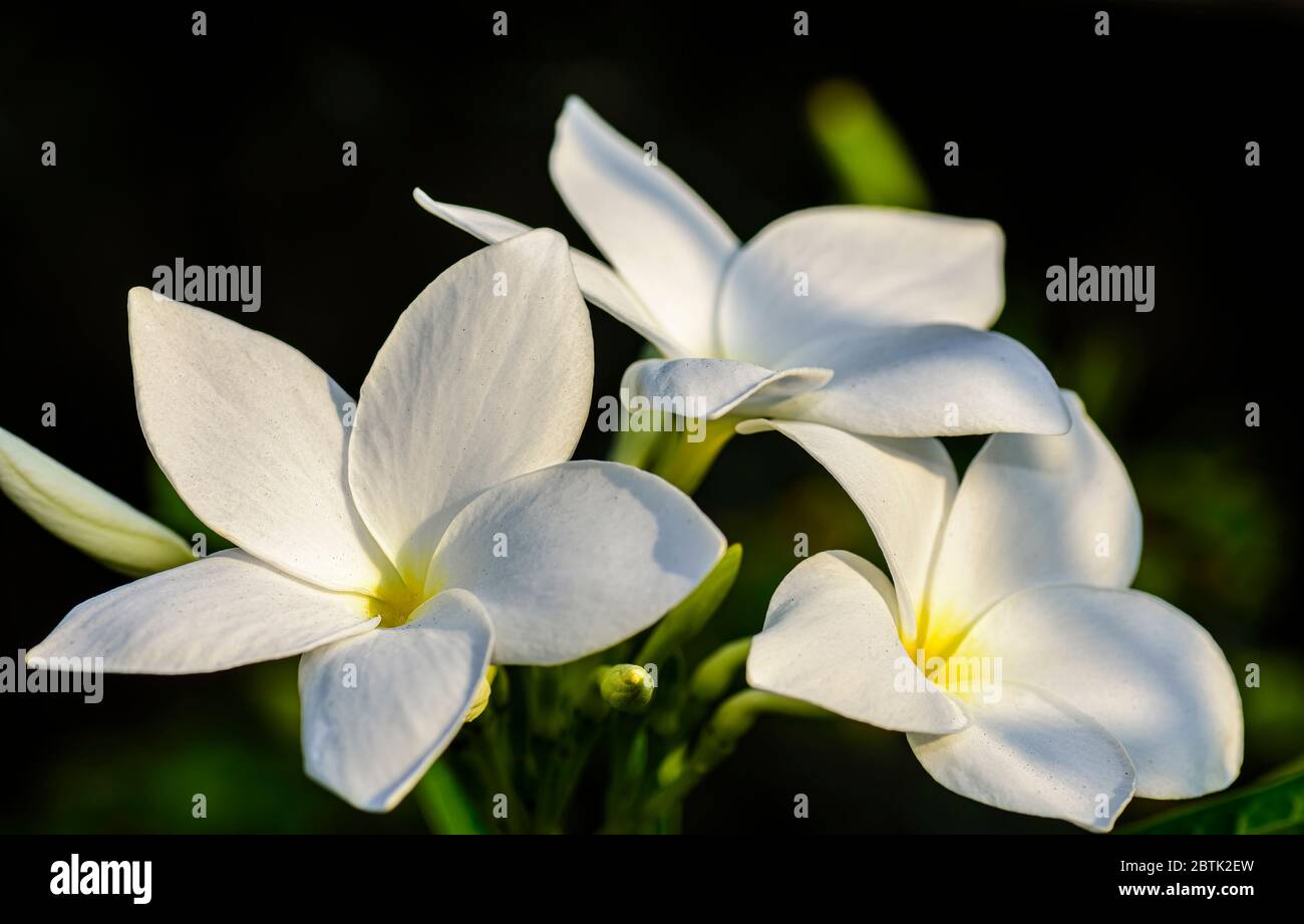 Primo piano di un bel bouquet nuziale bianco, fiore Pudica Plumeria con spazio per la copia Foto Stock