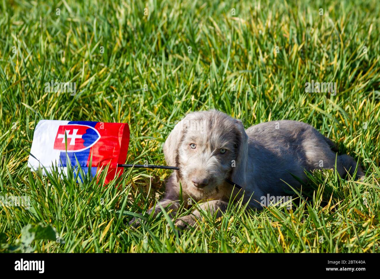 Cuccioli dai capelli grigi nell'erba che regge la bandiera slovacca. I cuccioli sono di razza: Slovacco puntino dai capelli ruvidi. Foto Stock