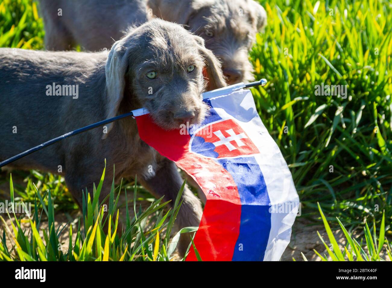 Cuccioli dai capelli grigi nell'erba che regge la bandiera slovacca. I cuccioli sono di razza: Slovacco puntino dai capelli ruvidi. Foto Stock