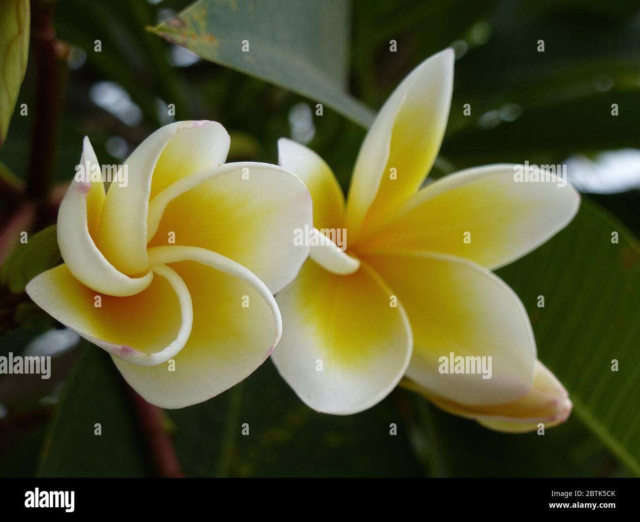 Bella plumeria fiori in Thailandia Foto Stock