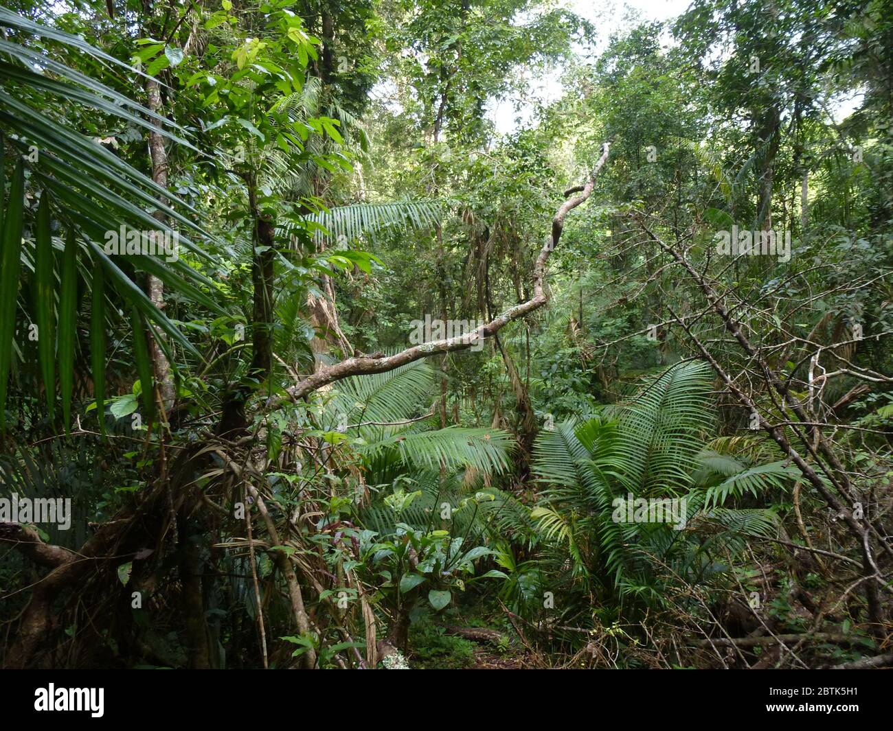 Bella foresta pluviale nel Parco Nazionale di Nam Nao in Thailandia Foto Stock