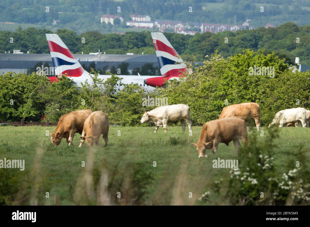 Glasgow, Scozia, Regno Unito. 26 Maggio 2020. Nella foto: Le mucche pascolano i campi erbosi che circondano l'aeroporto, con le pinne di coda che si attaccano sullo sfondo dell'aereo britannico Airways Airbus A319/A320/A321, che ha messo a terra il asfalto a causa della crisi del coronavirus (COVID19), che ha messo massicce pressioni finanziarie sull'industria aeronautica globale, Dove BA ha tagliato oltre 12,000 personale. Credit: Colin Fisher/Alamy Live News Foto Stock