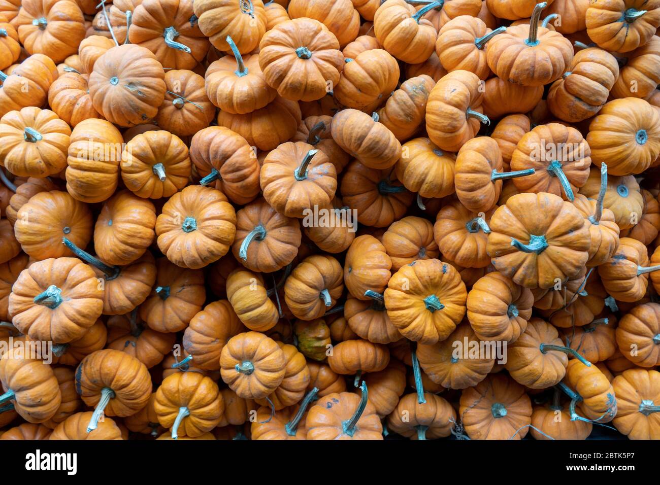 Pila di zucche in miniatura Foto Stock