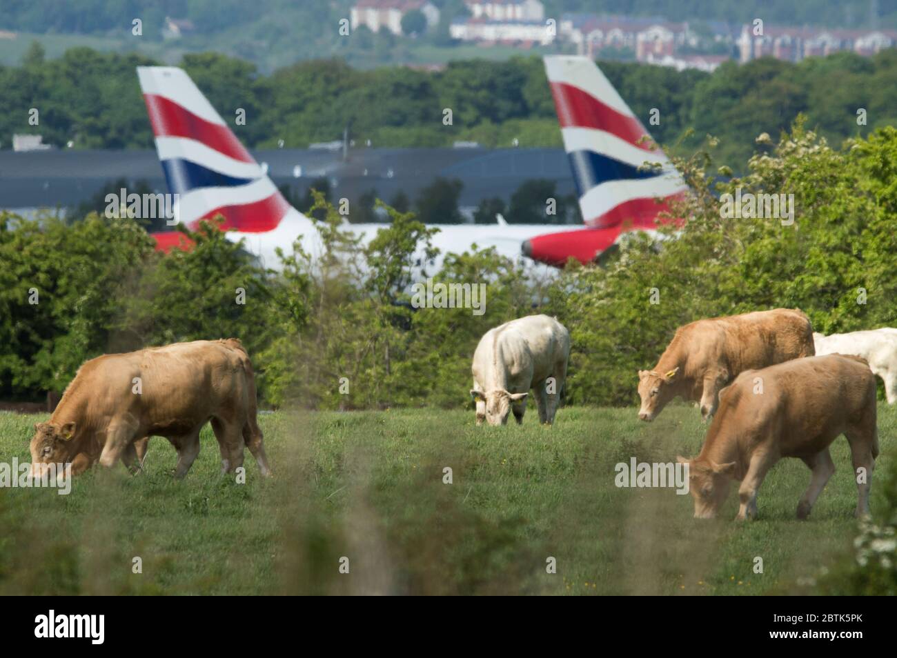 Glasgow, Scozia, Regno Unito. 26 Maggio 2020. Nella foto: Le mucche pascolano i campi erbosi che circondano l'aeroporto, con le pinne di coda che si attaccano sullo sfondo dell'aereo britannico Airways Airbus A319/A320/A321, che ha messo a terra il asfalto a causa della crisi del coronavirus (COVID19), che ha messo massicce pressioni finanziarie sull'industria aeronautica globale, Dove BA ha tagliato oltre 12,000 personale. Credit: Colin Fisher/Alamy Live News Foto Stock
