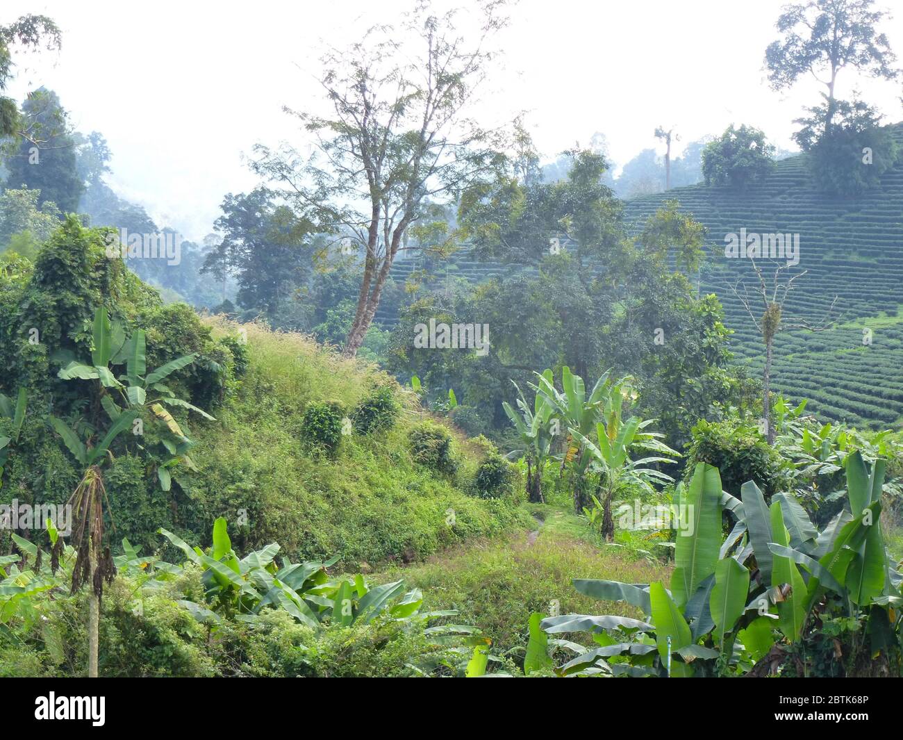 Impressione di un bellissimo tour di trekking intorno a Chiang Rai Foto Stock