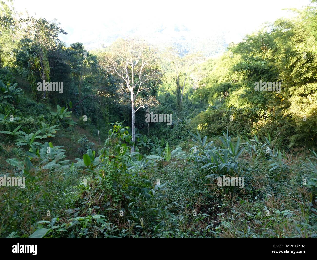 Impressione di un bellissimo tour di trekking intorno a Chiang Rai Foto Stock
