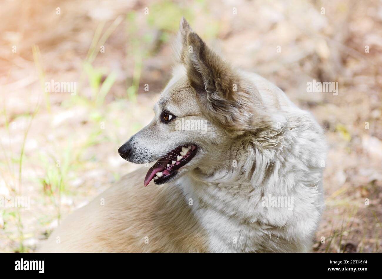 Ritratto di un cane carino in profilo, su uno sfondo naturale sfocato. Una passeggiata nella foresta primaverile Foto Stock