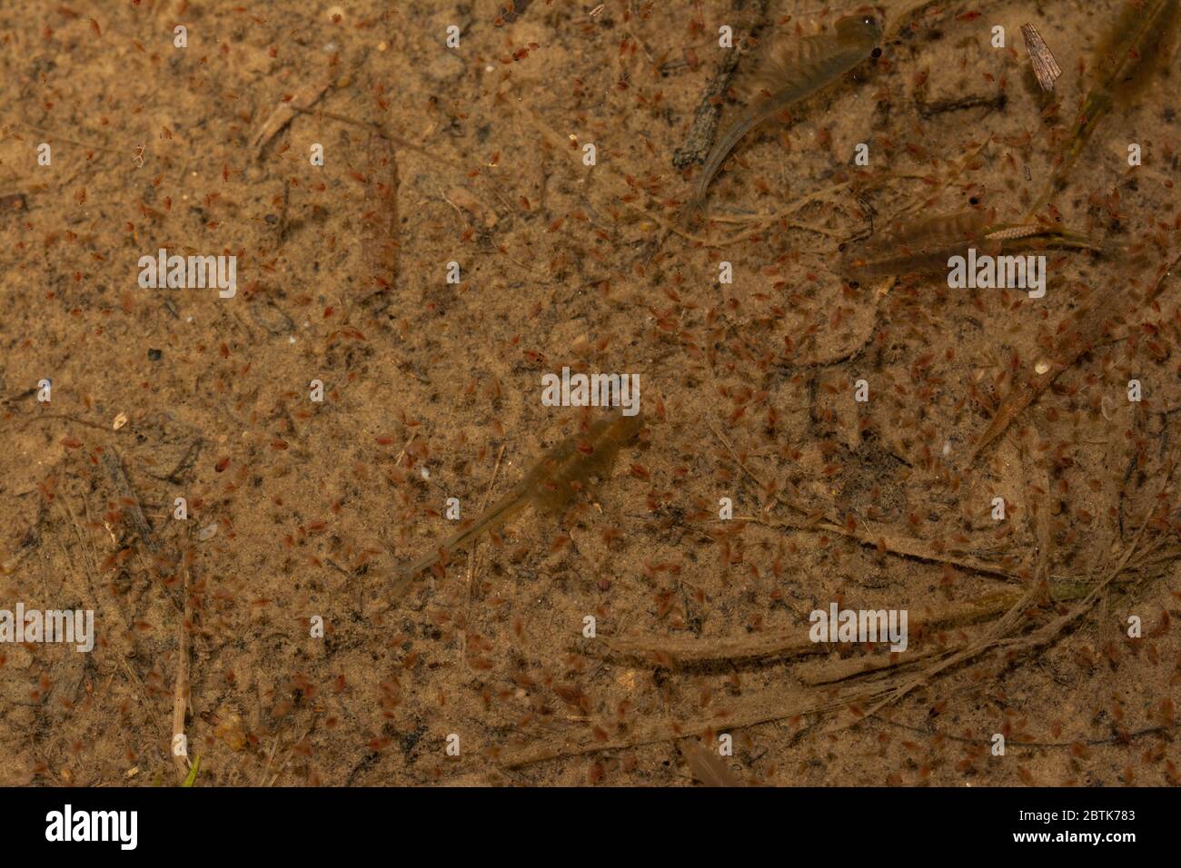 Fairy Shrimp da Jefferson County, Colorado, Stati Uniti. Foto Stock