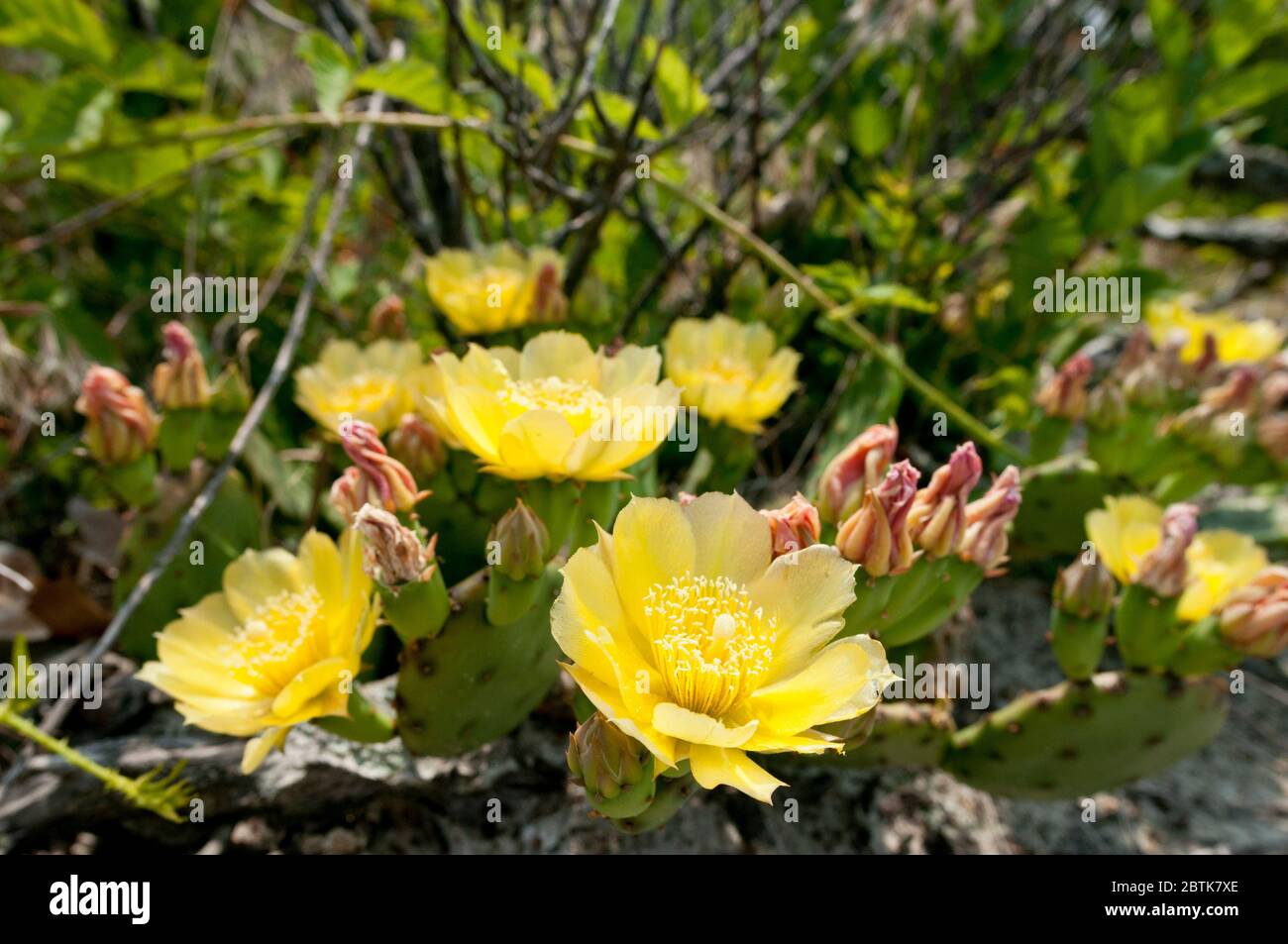 L' Opuntia humifusa (Devil's-lingua, Eastern ficodindia, Indian fig.) con fiori gialli, sulla spiaggia vicino mare del Nord Porto di Long Island, New York, Stati Uniti d'America. Foto Stock