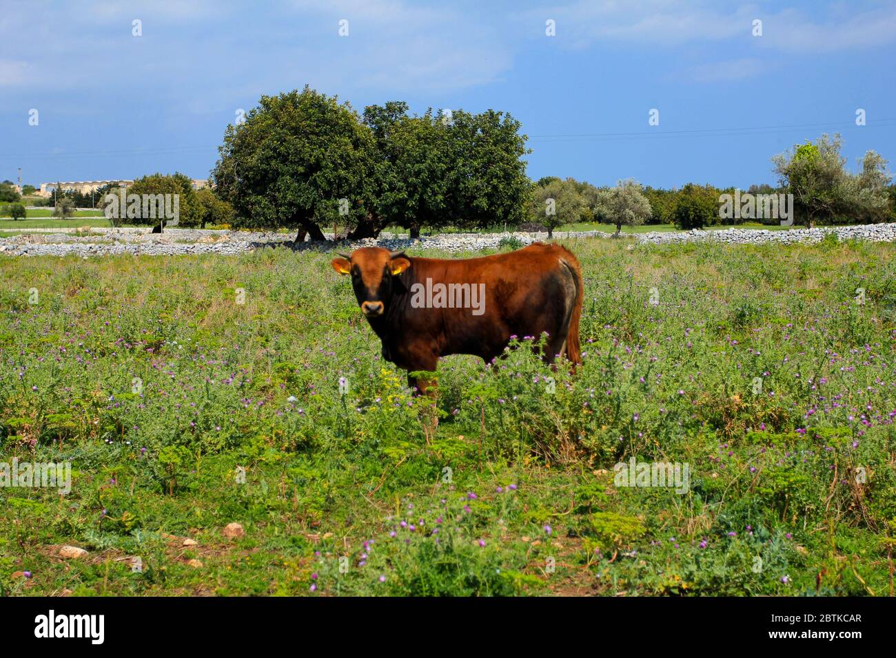 Un toro marrone al centro del campo, spazio di copia Foto Stock