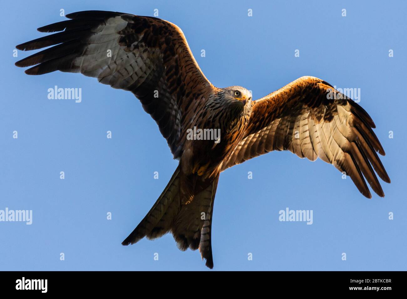 Regno Unito Meteo: Uccelli aquiloni rossi che volano sopra al sole di sera mentre cercando il cibo. Minacciato di estinzione, Milvus Milvus (più comunemente noto come Red Kites) è un uccello aggraziato, con coda di forchetta che sono stati reintrodotti con successo nel Regno Unito, ora raggiungendo circa 1,800 coppie di allevamento nel solo Regno Unito dal loro ristabilimento nel 1989. Ora, con 18000-24000 coppie di riproduzione in tutto il mondo, non sono più vulnerabili, soprattutto se sotto la protezione di una delle più lunghe p al mondo Foto Stock