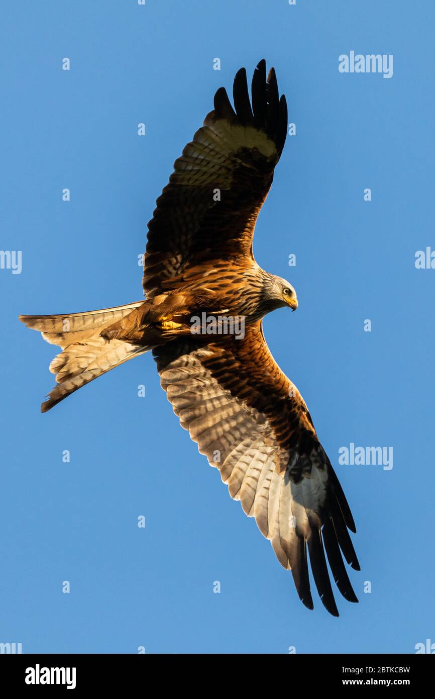 Regno Unito Meteo: Uccelli aquiloni rossi che volano sopra al sole di sera mentre cercando il cibo. Minacciato di estinzione, Milvus Milvus (più comunemente noto come Red Kites) è un uccello aggraziato, con coda di forchetta che sono stati reintrodotti con successo nel Regno Unito, ora raggiungendo circa 1,800 coppie di allevamento nel solo Regno Unito dal loro ristabilimento nel 1989. Ora, con 18000-24000 coppie di riproduzione in tutto il mondo, non sono più vulnerabili, soprattutto se sotto la protezione di una delle più lunghe p al mondo Foto Stock