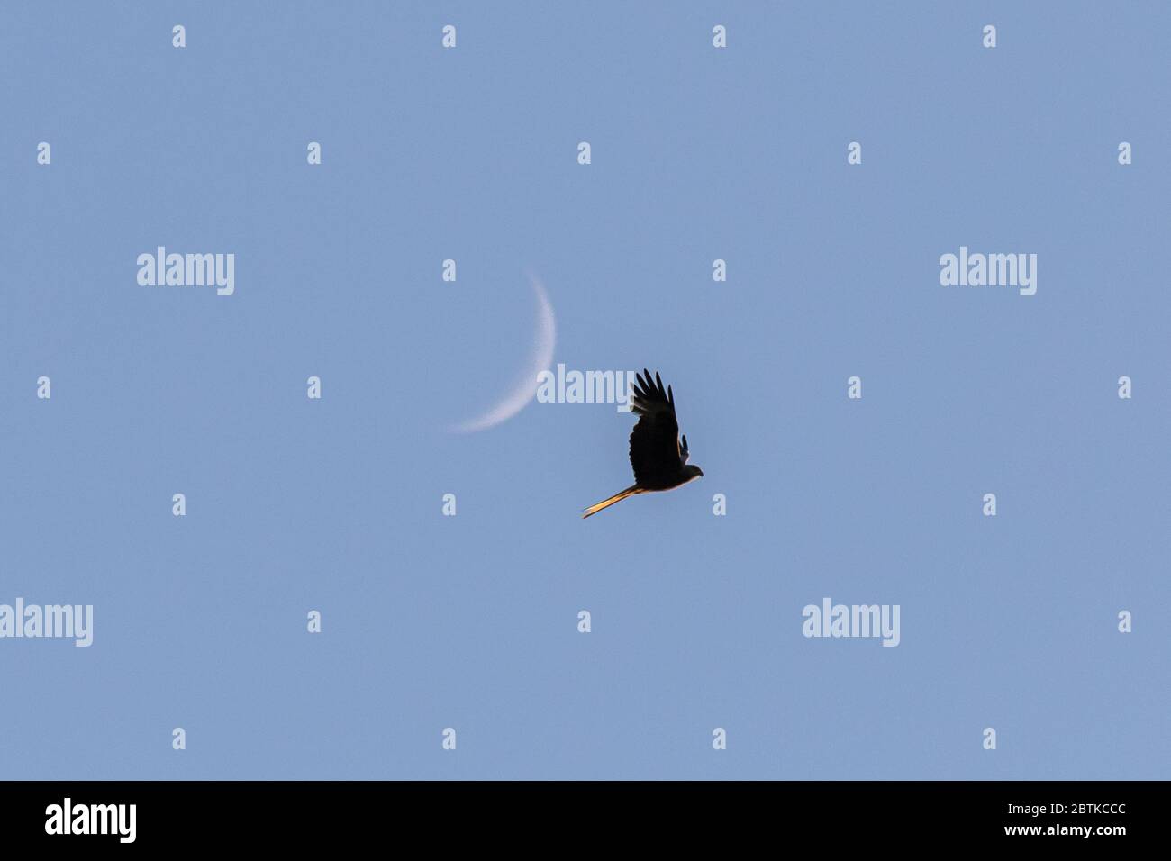 Pontrhydfendigaid, Ceredigon, Galles, Regno Unito. 26 Maggio 2020 UK Meteo: Uccelli rossi aquiloni che volano sopra il villaggio rurale di Pontrhydfendigaid al sole serale mentre cercano cibo mentre passano la luna crescente. Minacciato di estinzione, Milvus Milvus (più comunemente noto come Red Kites) è un uccello aggraziato, con coda di forchetta che sono stati reintrodotti con successo nel Regno Unito, ora raggiungendo circa 1,800 coppie di allevamento nel solo Regno Unito dal loro ripristino nel 1989. Ora, con 18000-24000 coppie di riproduzione in tutto il mondo, non sono più vulnerabili, soprattutto mentre sotto la protezione di uno o Foto Stock