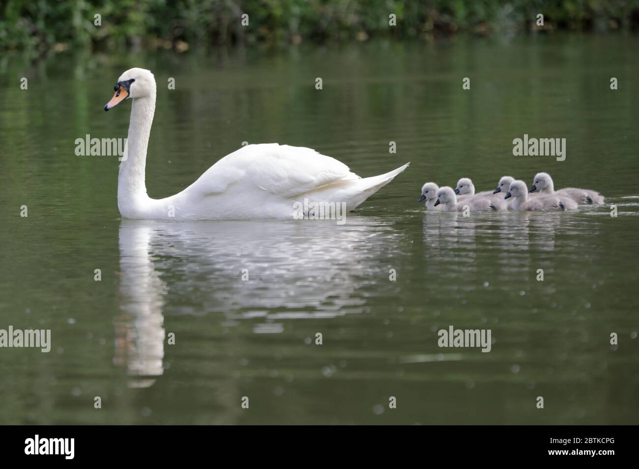 Mute swan (Cygnus olor) sull'acqua con sei cigneti che hanno solo un paio di giorni Foto Stock