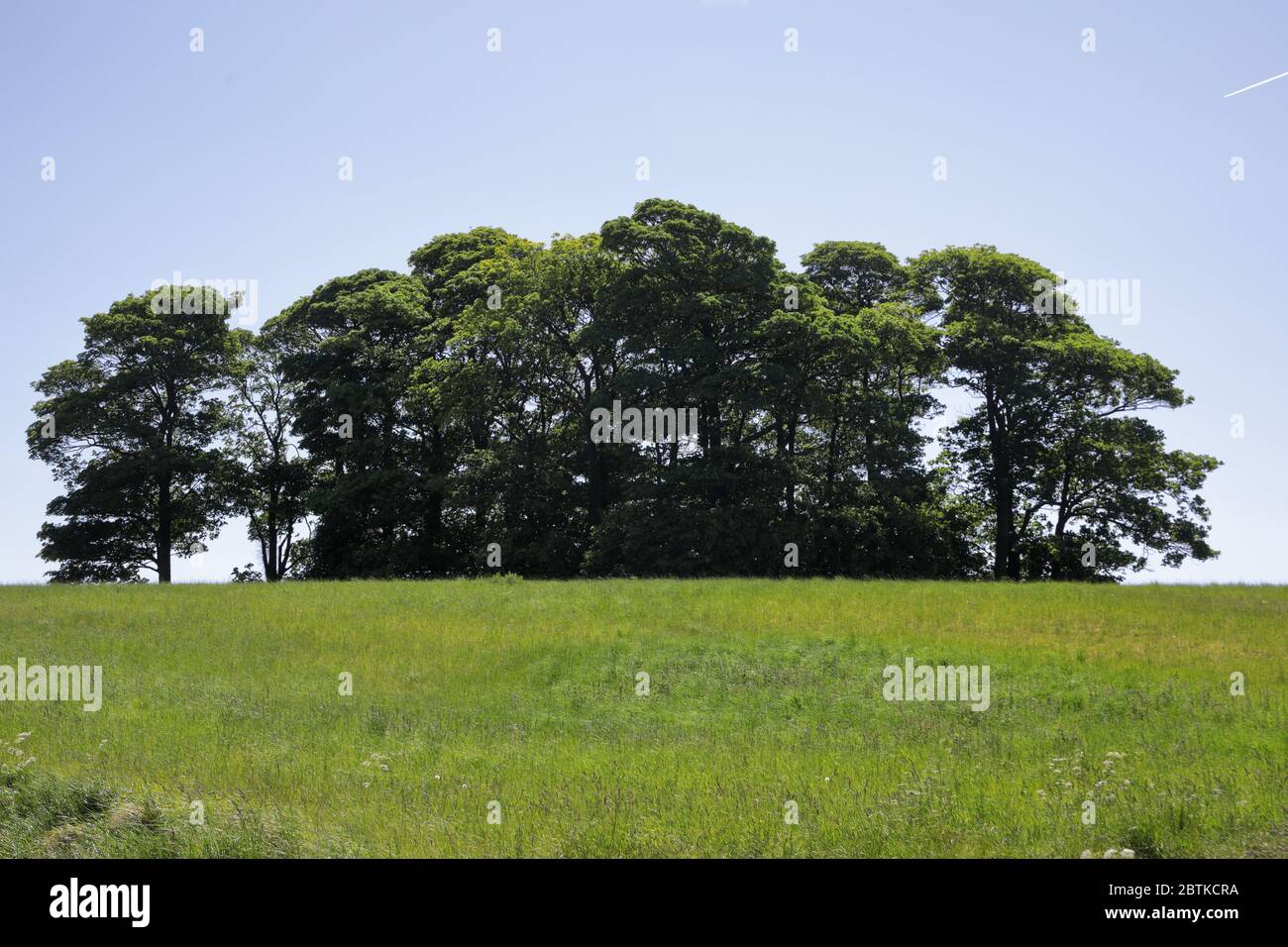 un cadavere di alberi su una piccola collina in una giornata intensa contro un cielo senza nuvole Foto Stock