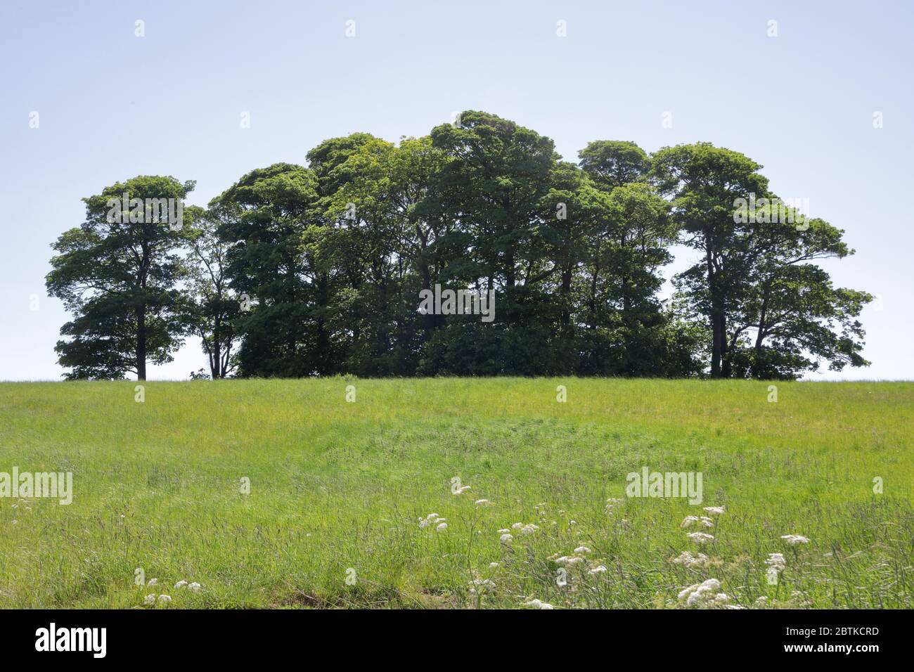 un cadavere di alberi su una piccola collina in una giornata intensa contro un cielo senza nuvole Foto Stock
