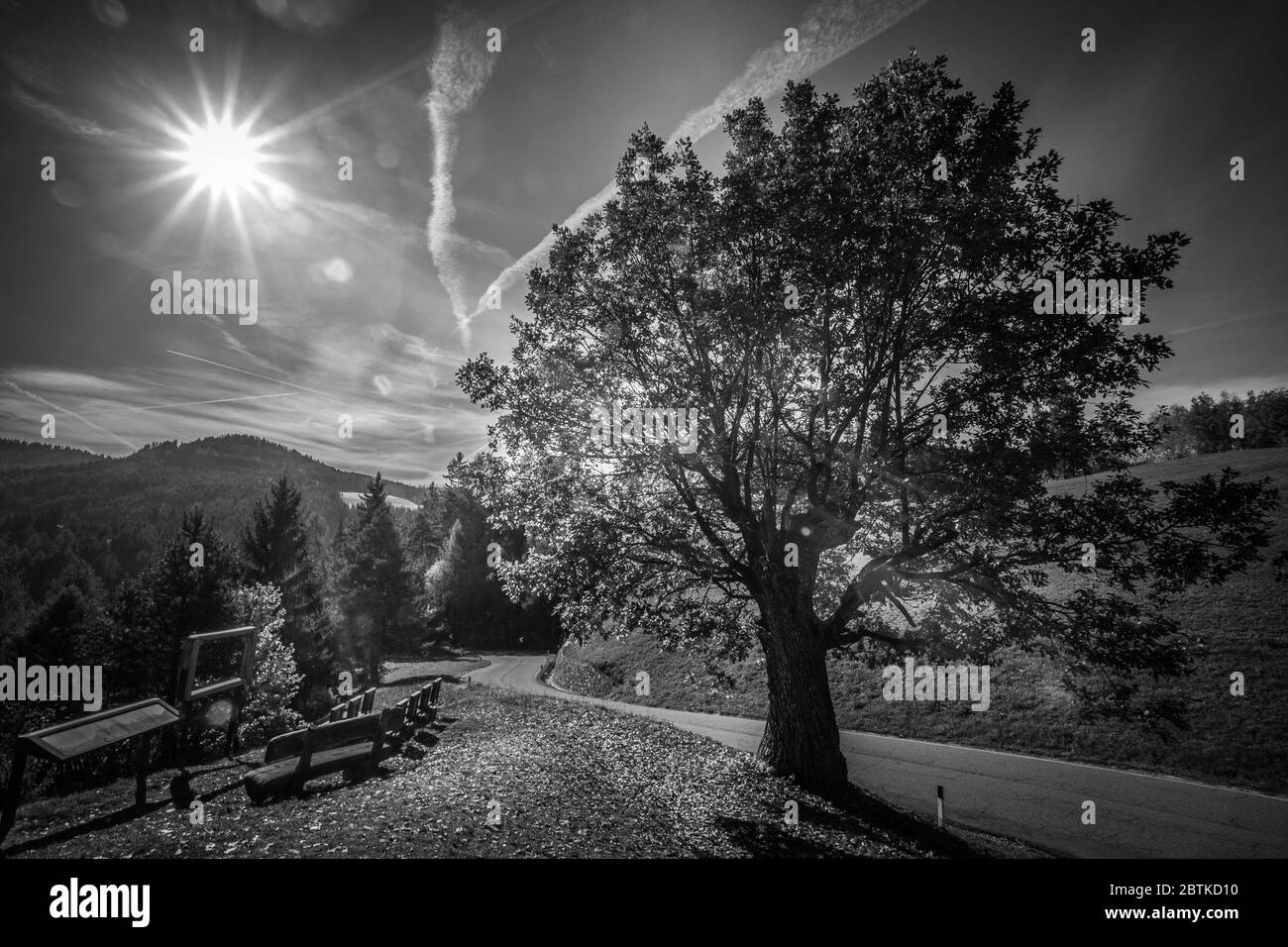 Effetto bianco e nero di quercia con sole luminoso sullo sfondo, Collepietra - Steinegg, Alto Adige, Italia. Concetto: Paesaggio autunnale nelle Dolomiti Foto Stock