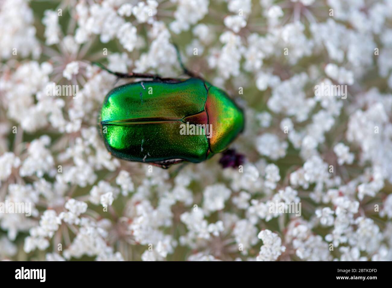 La tana verde di rosa di Beetle raccoglie nettare sui fiori di rowan, primo piano Foto Stock