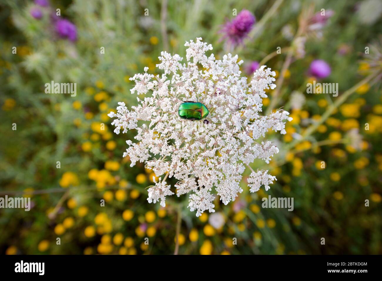 La tana verde di rosa di Beetle raccoglie nettare sui fiori di rowan Foto Stock