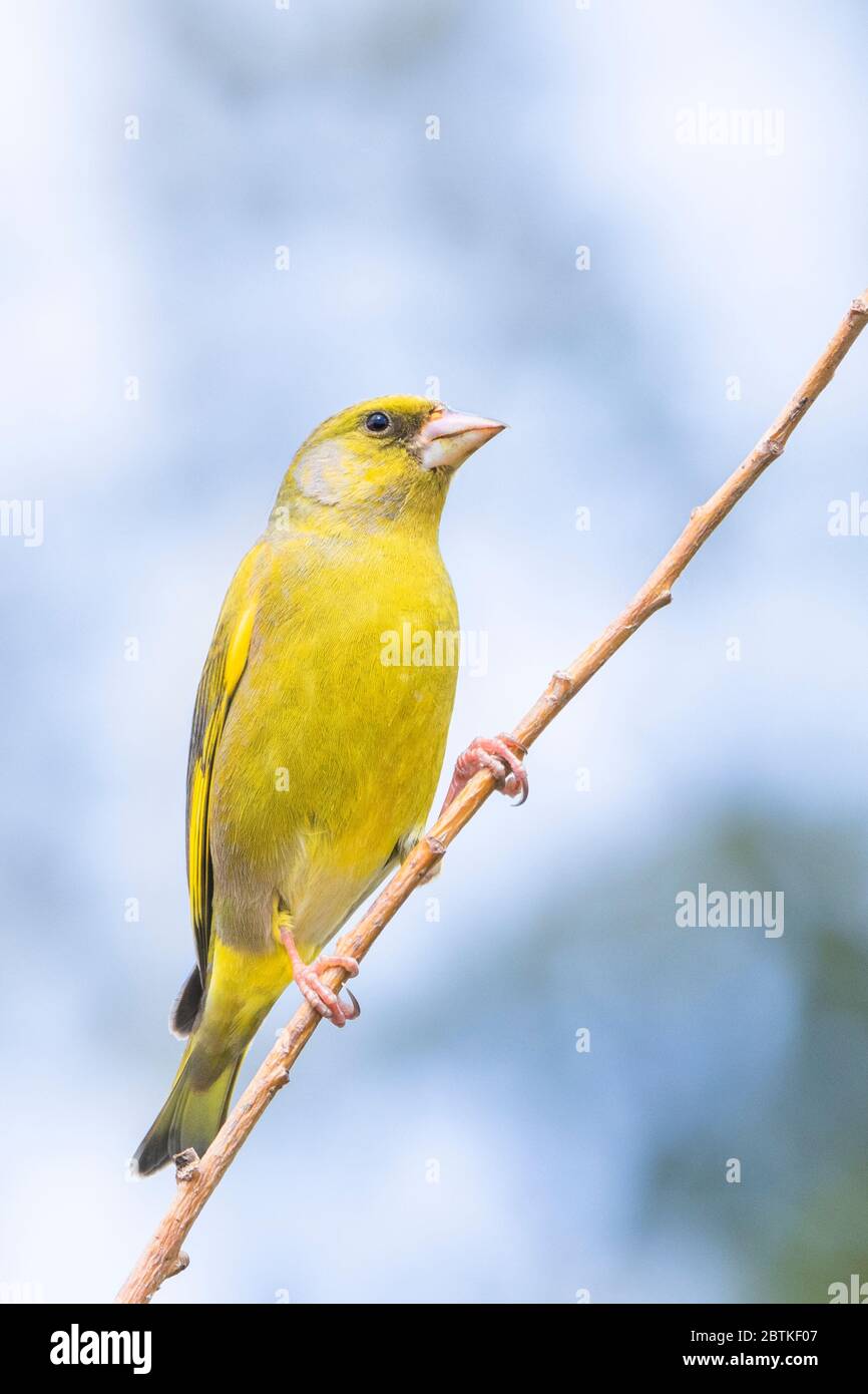 Greenfinch, Chloris Chloris, Finch, arroccato su una filiale in un giardino britannico, Bedfordshire, Regno Unito Foto Stock