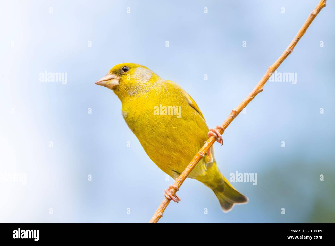 Greenfinch, Chloris Chloris, Finch, arroccato su una filiale in un giardino britannico, Bedfordshire, Regno Unito Foto Stock