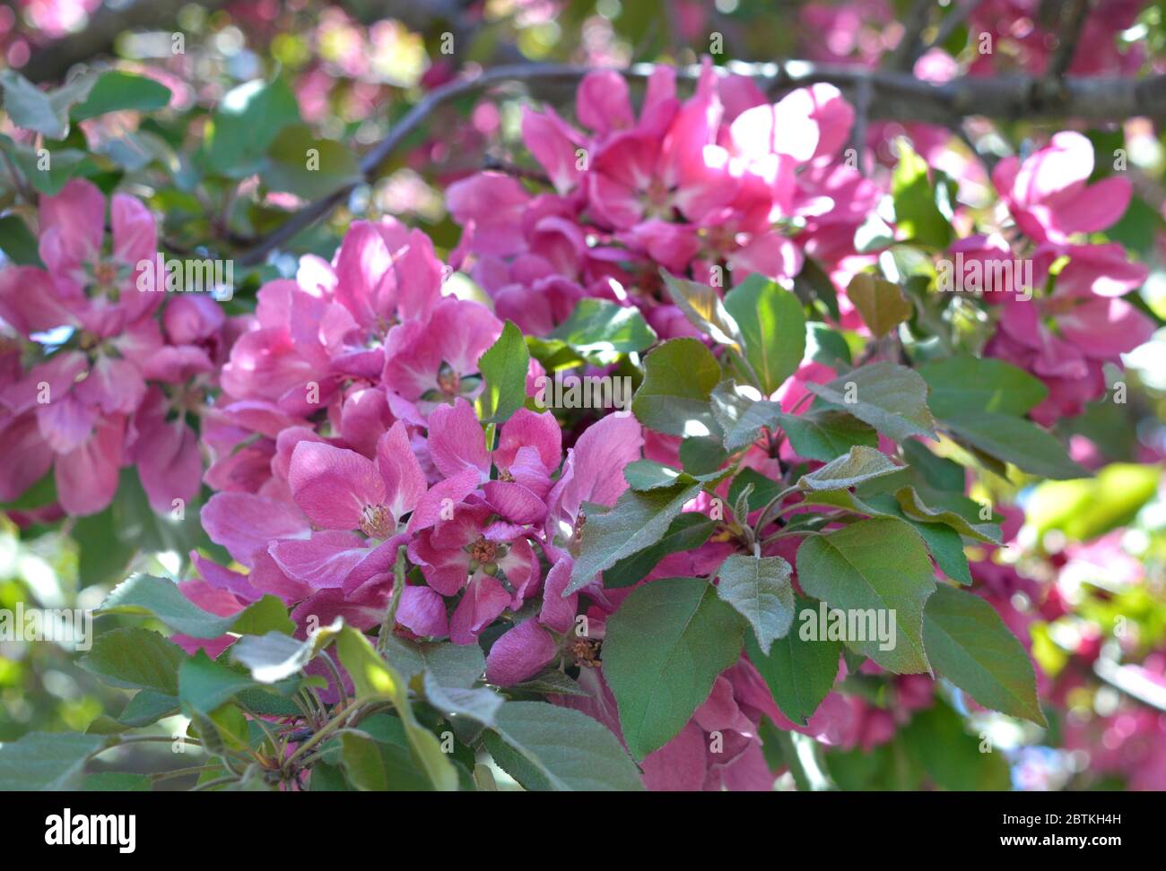 Un albero di mele di granchio fiorisce a metà maggio con fiori rossi di pinkish beutiful prima che cadano via e danno il posto alle piccole mele di granchio. Foto Stock