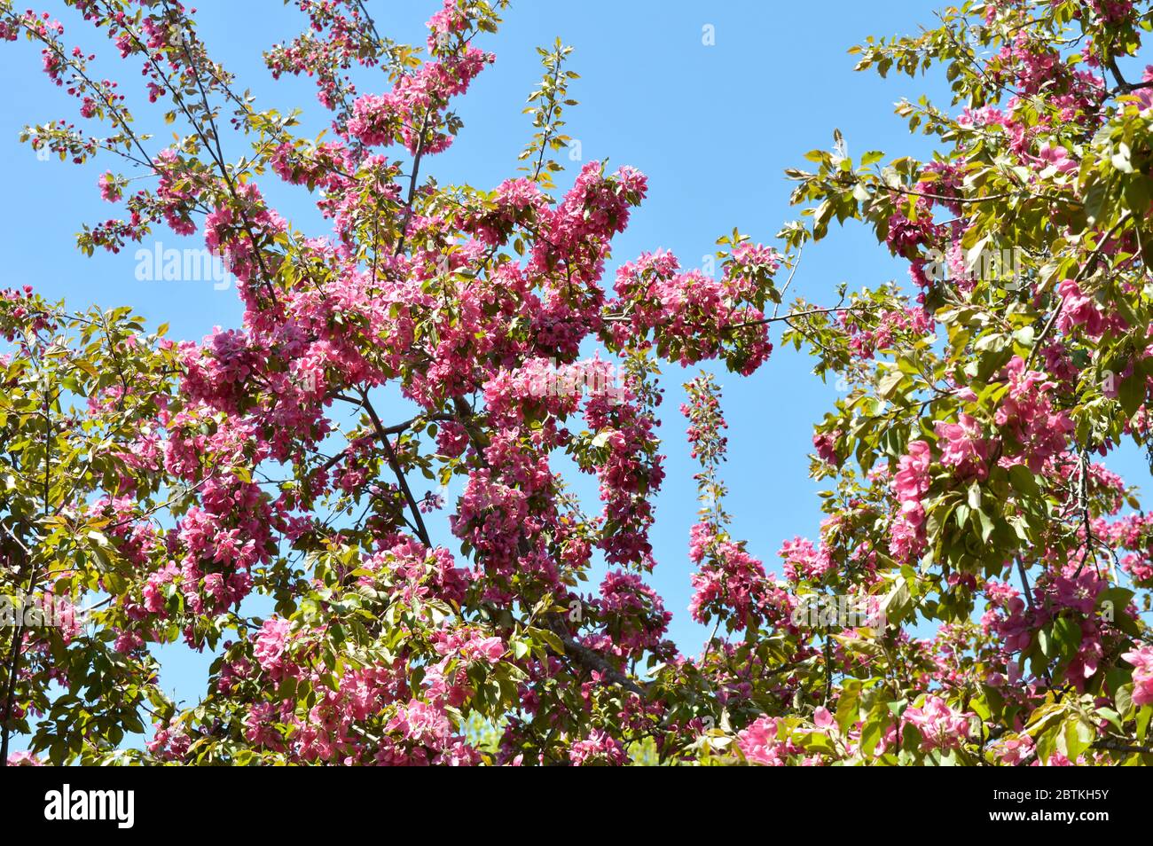 Ampia vista angolare dei fiori di granchio di mela in una bella mattina soleggiata. Foto Stock