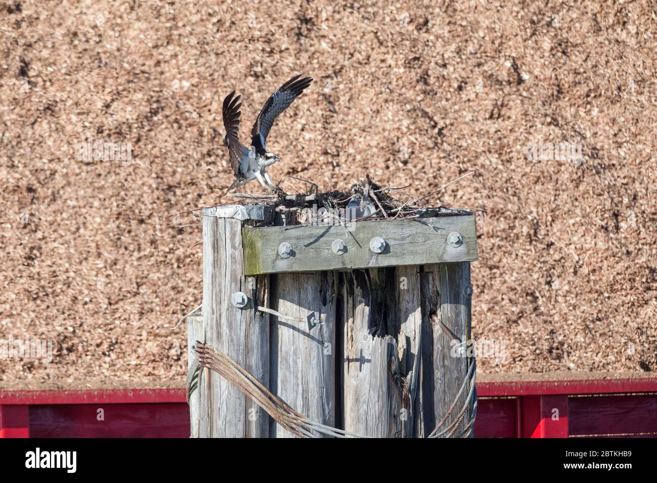 osprey atterra su nido a Richmond BC Canada Foto Stock
