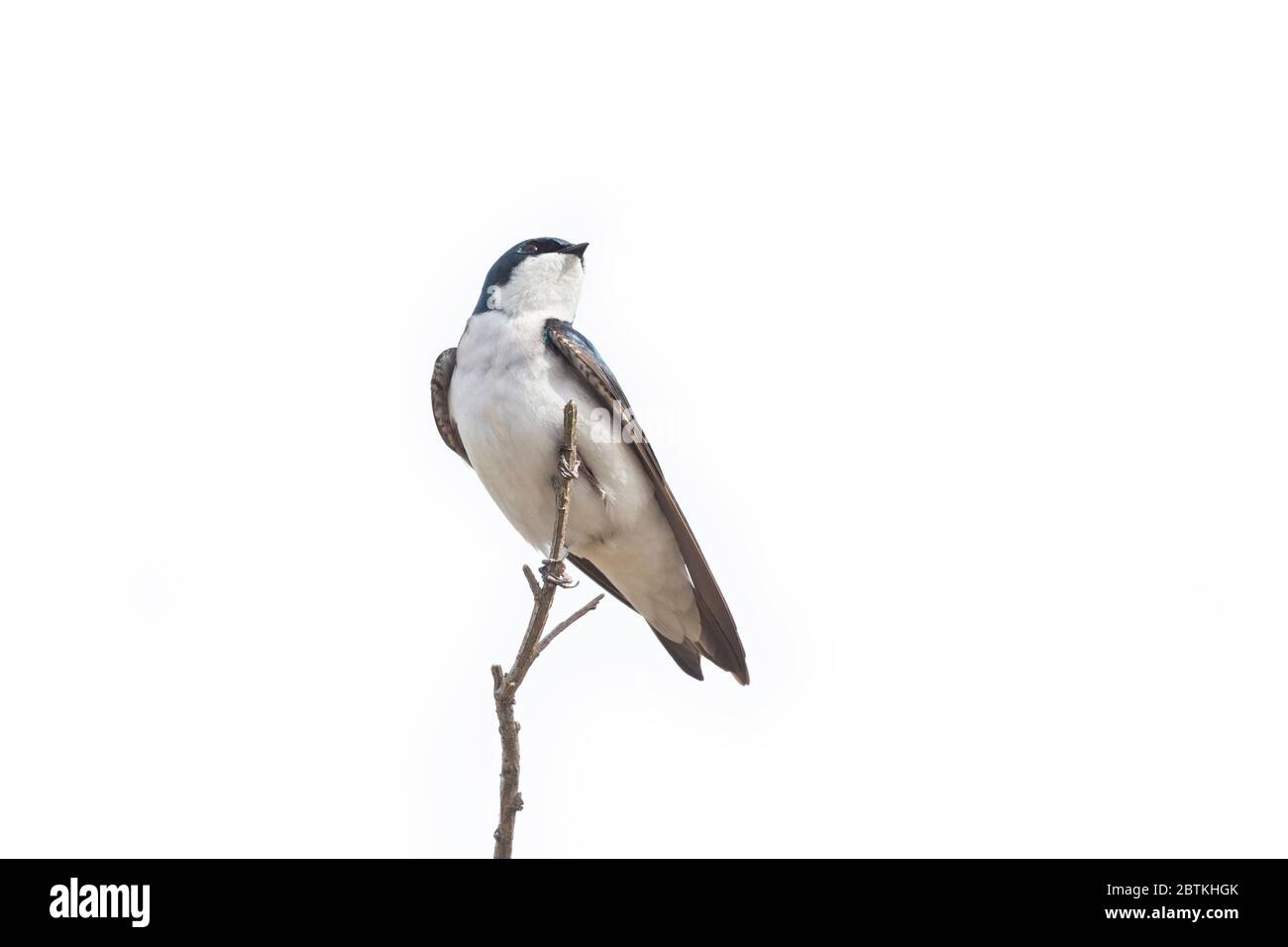 Uccello di rondine dell'albero a Richmond BC Canada Foto Stock