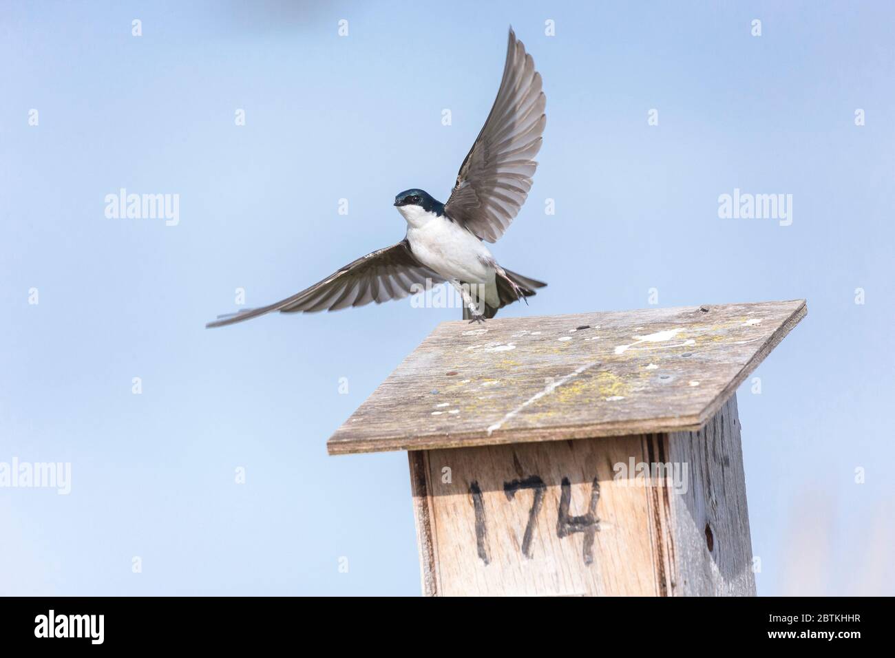 Uccello di rondine dell'albero a Richmond BC Canada Foto Stock