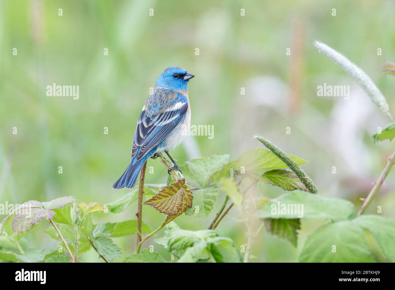 Lazuli maschi che si accamatano a Coquitlam BC Canada Foto Stock