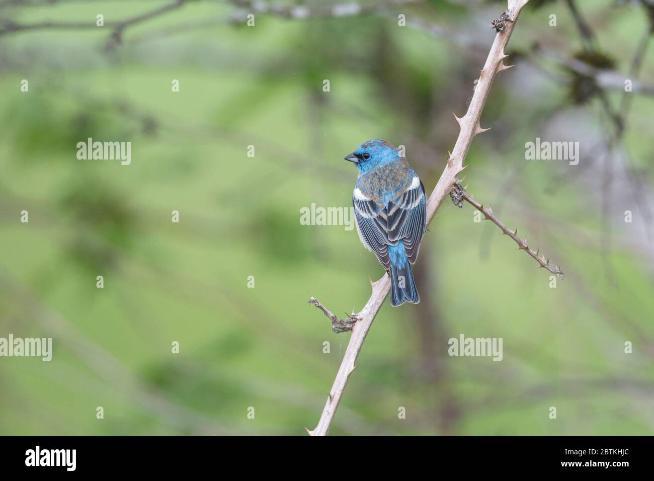 Lazuli maschi che si accamatano a Coquitlam BC Canada Foto Stock