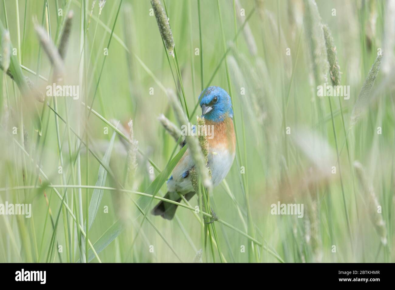 Lazuli maschi che si accamatano a Coquitlam BC Canada Foto Stock