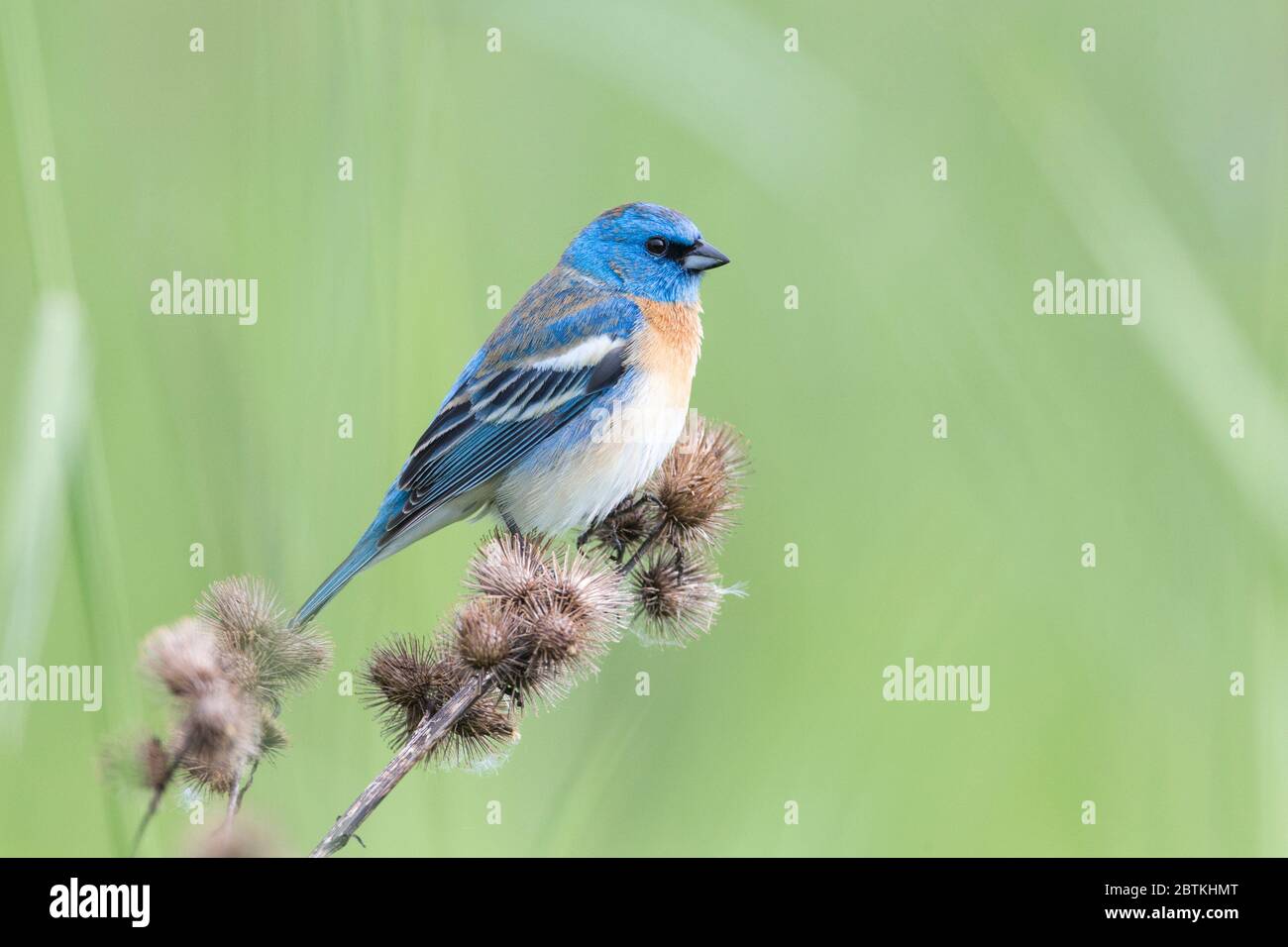 Lazuli maschi che si accamatano a Coquitlam BC Canada Foto Stock