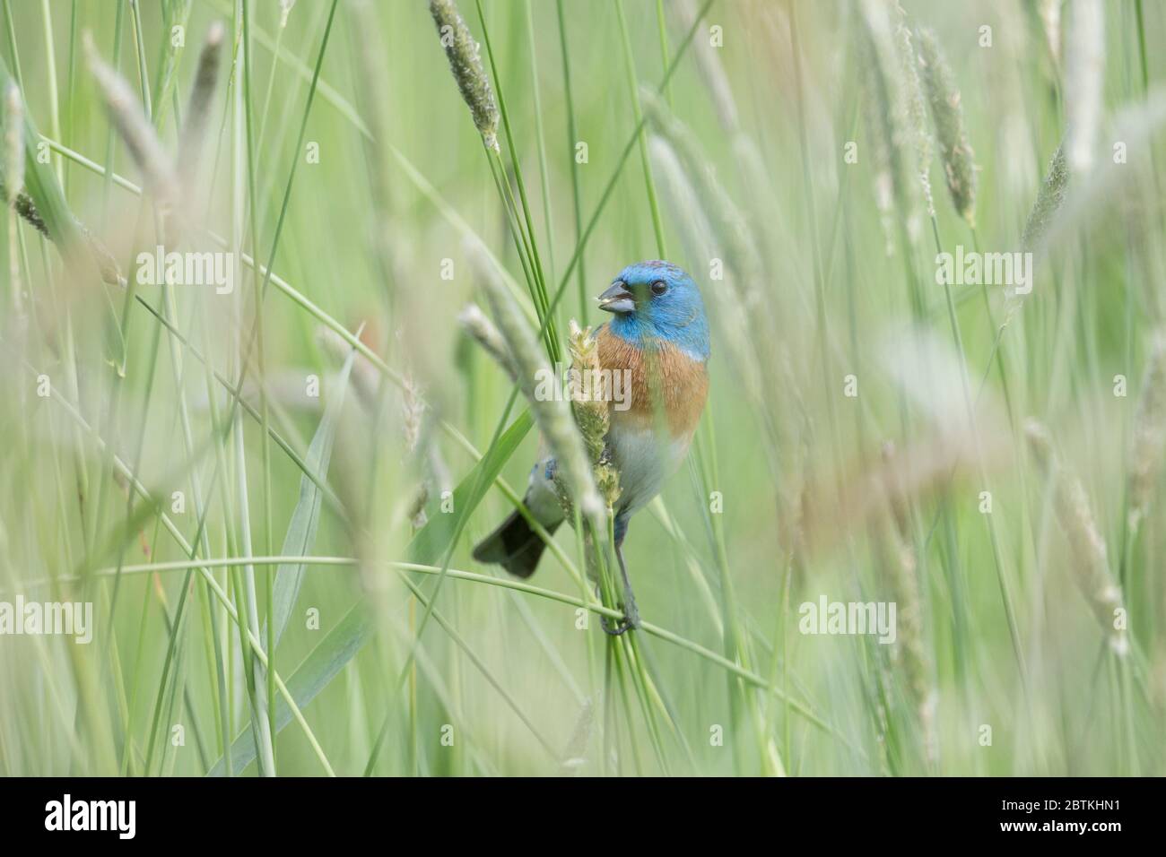 Lazuli maschi che si accamatano a Coquitlam BC Canada Foto Stock