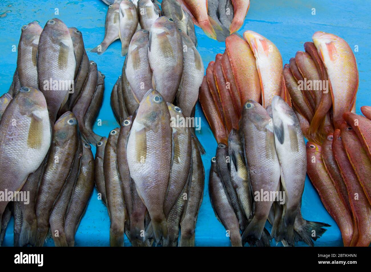 Mercato del pesce sulla spiaggia di Tarqui, Città di Manta, Ecuador, Sud America Foto Stock
