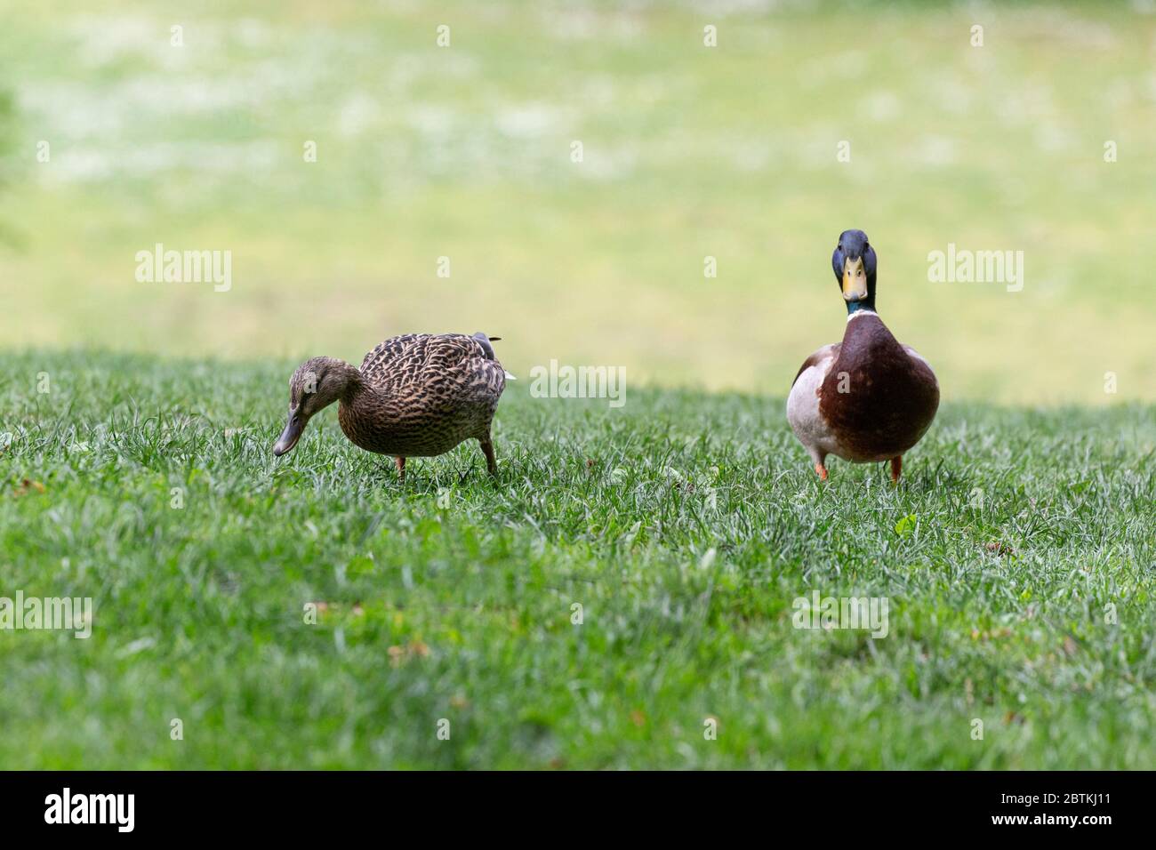 Mallard maschile e femminile a Vancouver BC Canada Foto Stock