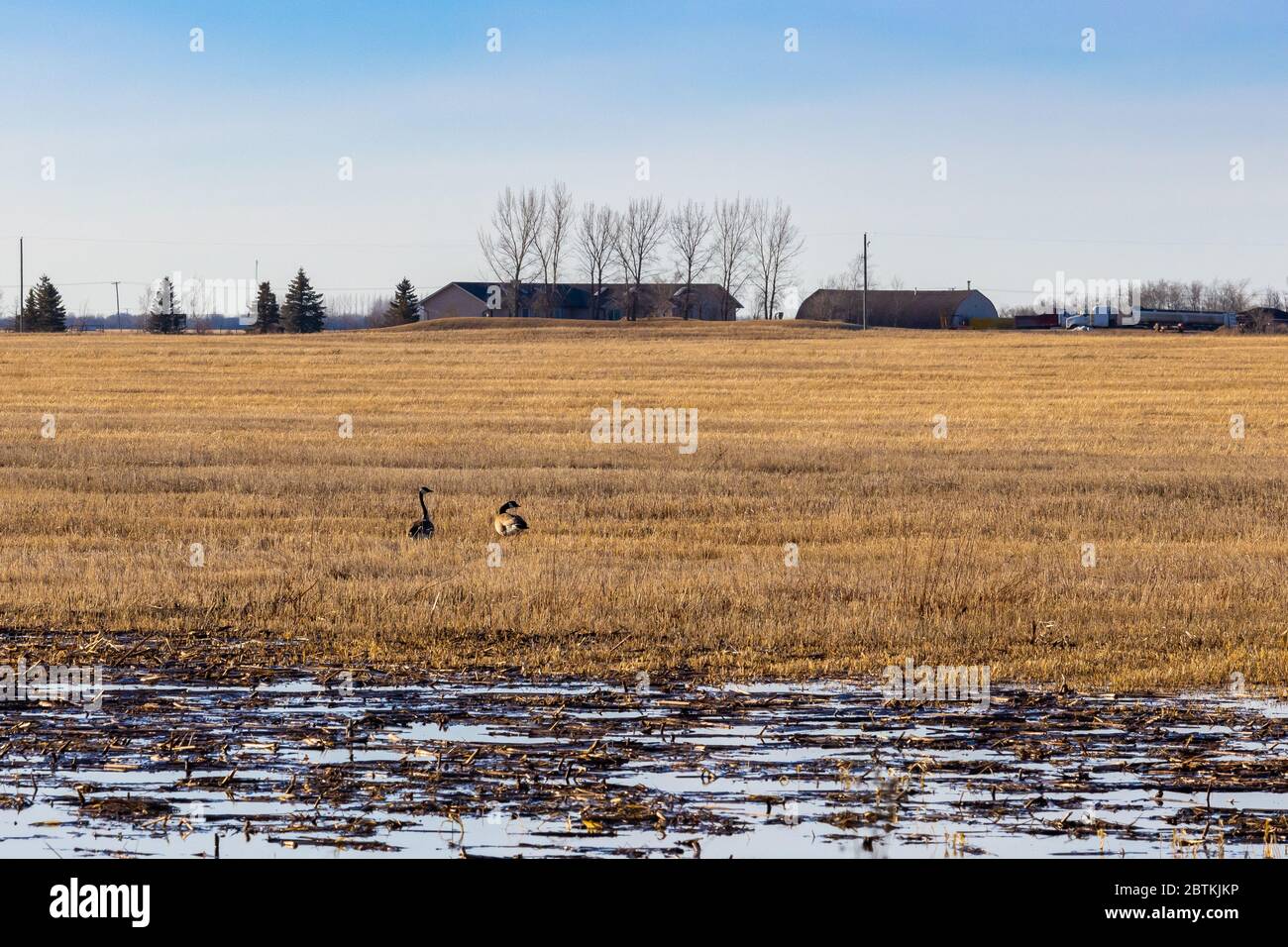 Le oche canadesi si nutriscono in un campo dopo il ritorno alle praterie Saskatchewan in primavera Foto Stock