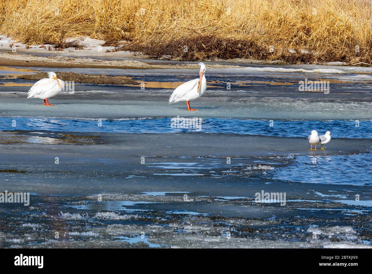 I pellicani bianchi americani e i gabbiani che si erigevano sul ghiaccio che si è formato sul lago Blackstrap durante i mesi invernali a Saskatachewan Canada Foto Stock