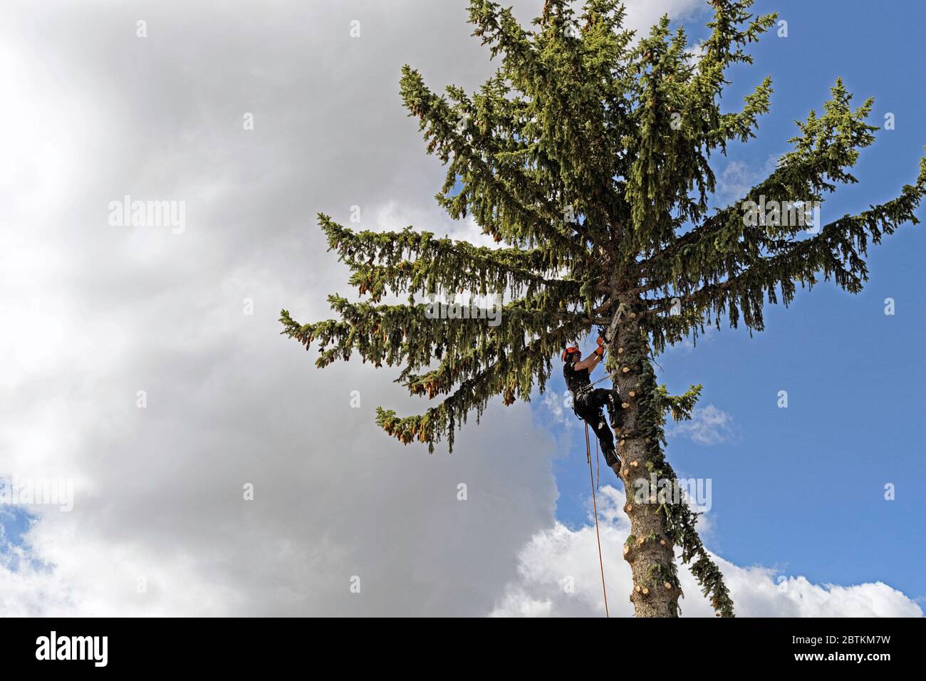 Un arborista che taglia rami da un abete (abete rosso) che si prepara a tagliare l'intero albero Foto Stock