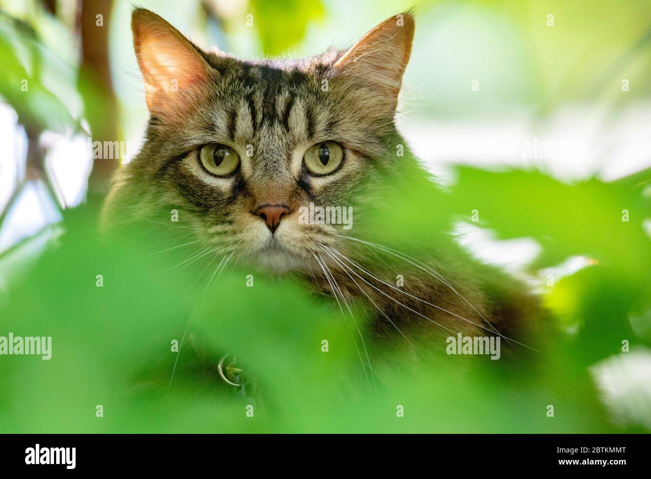 Primo piano di gatto domestico che spavola attraverso foglie verdi - Brevard, Carolina del Nord, Stati Uniti Foto Stock