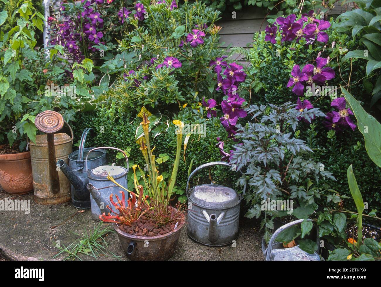 Esposizione da giardino di lattine per innaffiatura; clematis, piante di palude, Foto Stock