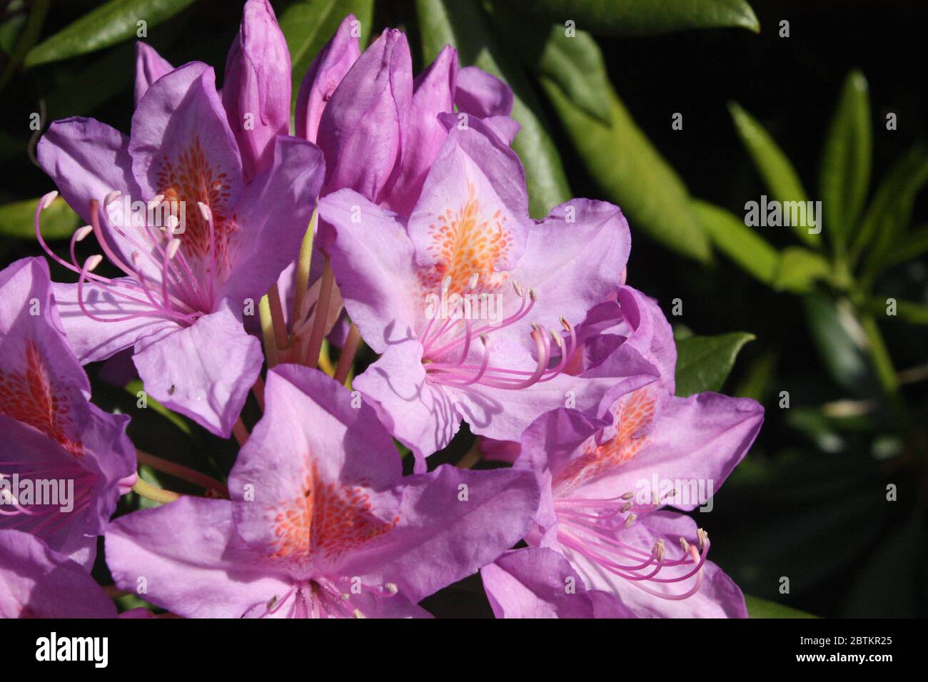 Fiori di Rhododendron su un grande cespuglio a Vancouver Foto Stock