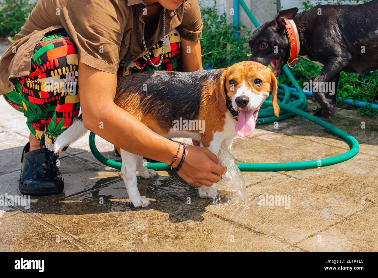 Felice sorridente giovane cane beagle lavaggio sotto getto d'acqua Foto Stock