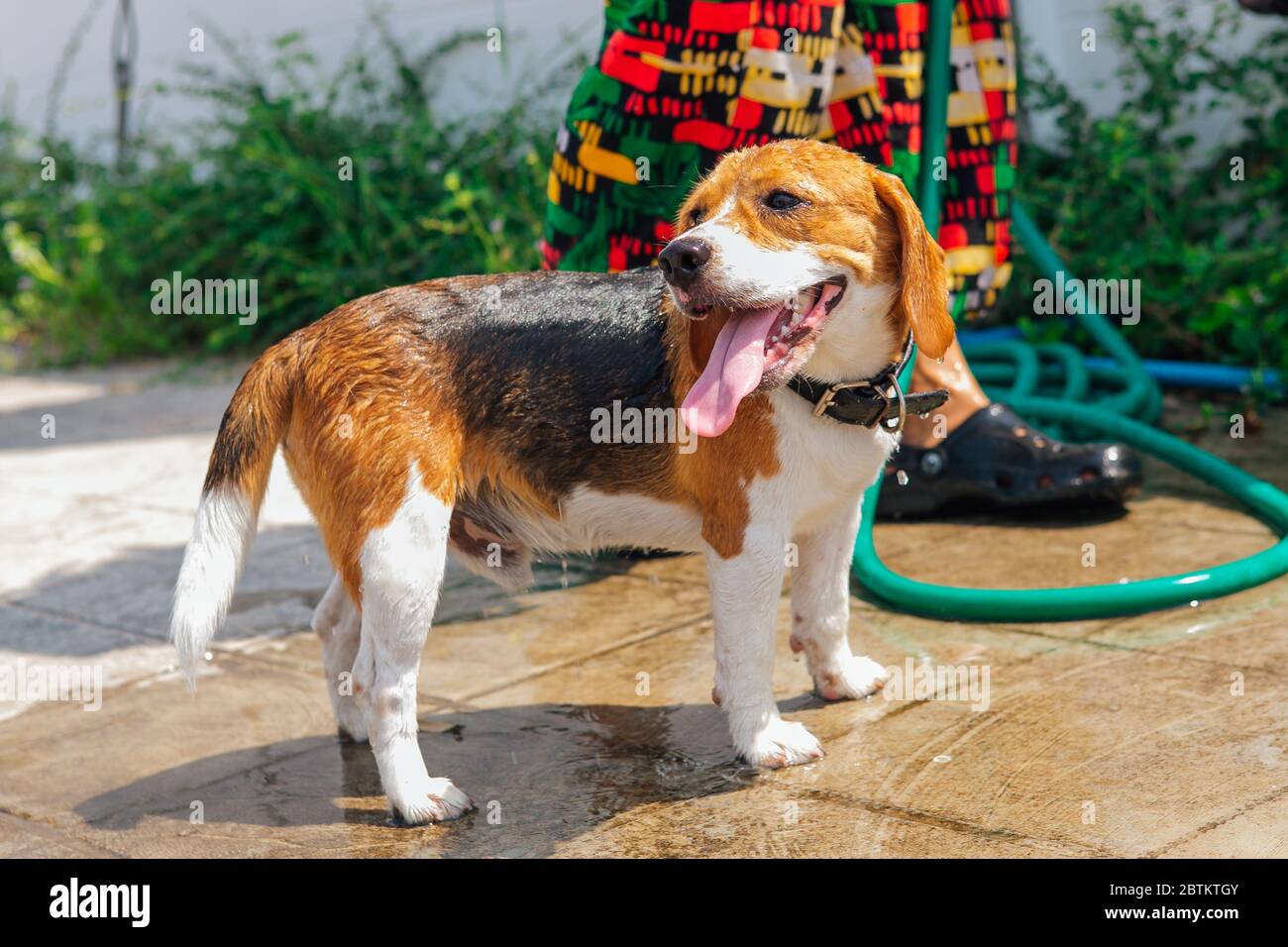 Felice sorridente giovane cane beagle lavaggio sotto getto d'acqua Foto Stock