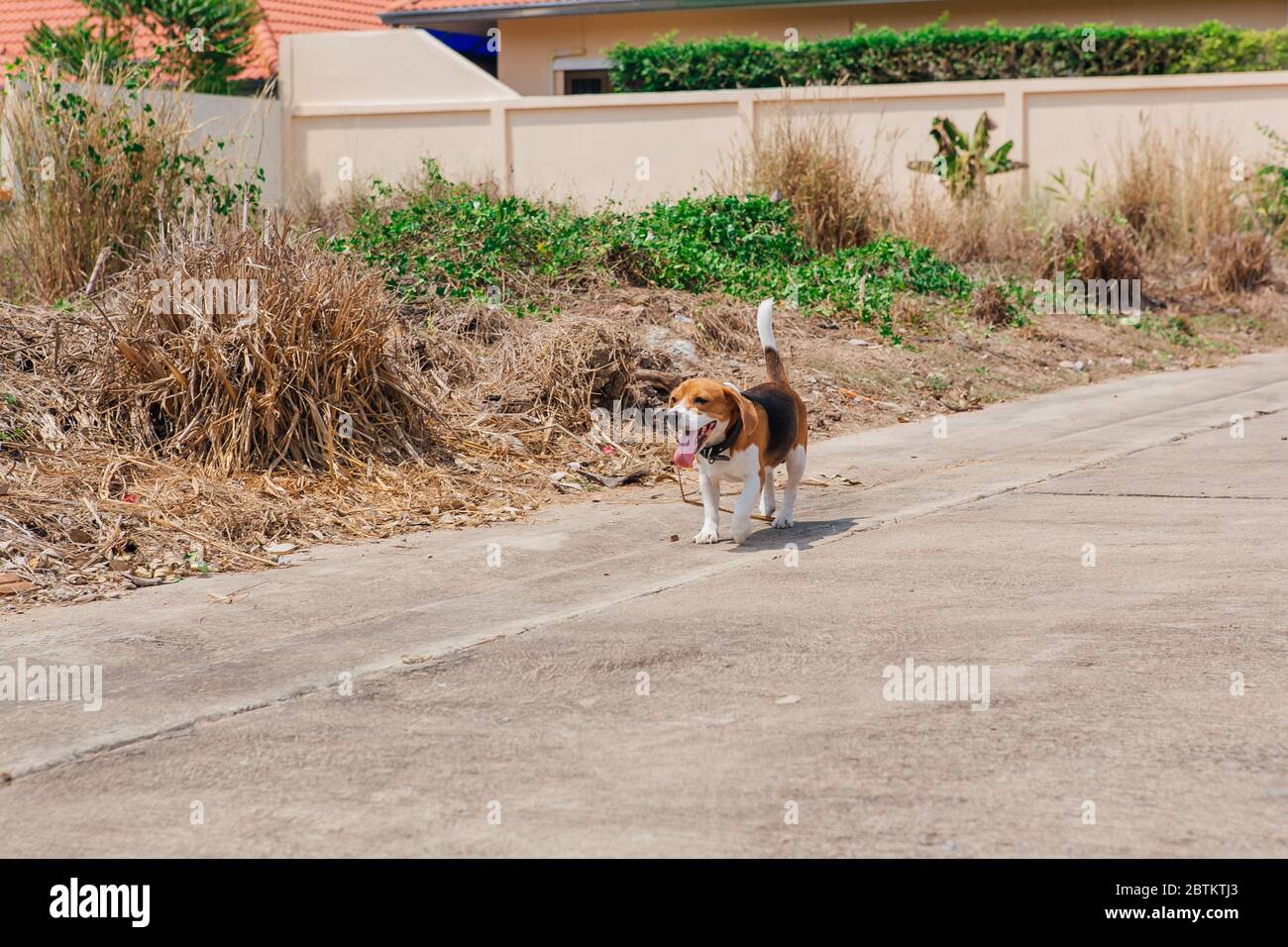 Felice sorridente giovane cane beagle che cammina per strada Foto Stock
