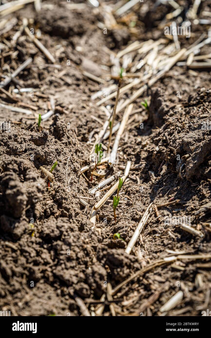 Le piantine di lenticchie che si trovano a corto di terreno in un campo agricolo a Saskatchewan, Canada (focus selettivo) Foto Stock