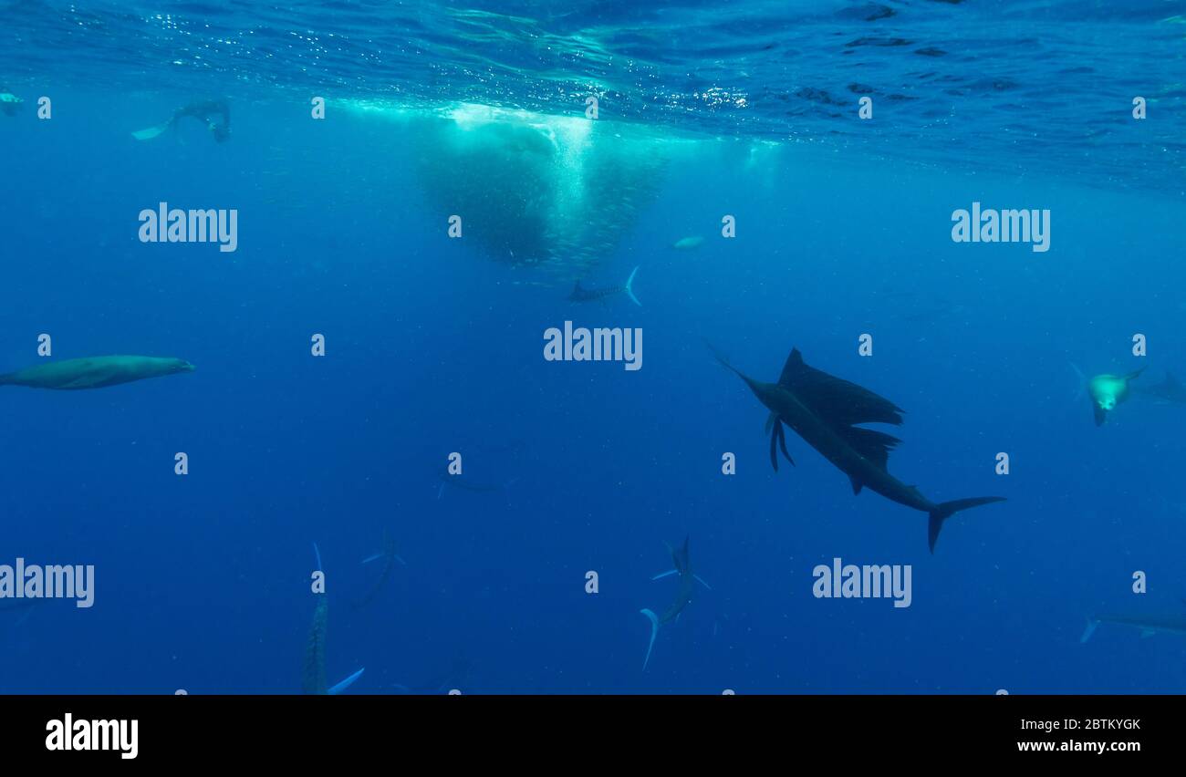 Sailfish nuota verso una grande palla di sgombri in cui si nutrono palamari a strisce e leoni marini della California, Oceano Pacifico, Baja California. Foto Stock