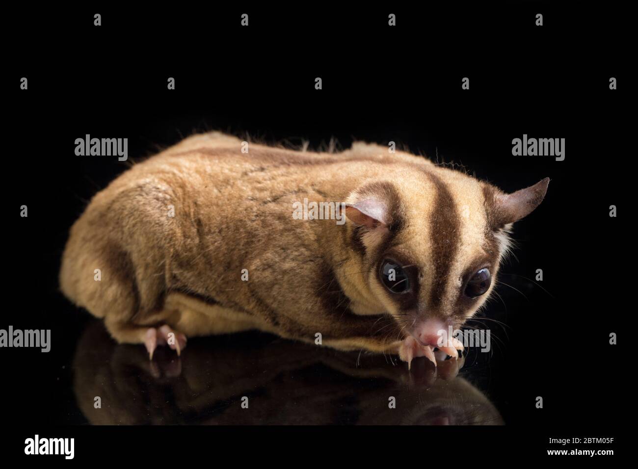 Aliante di zucchero - BREVANI di Petaurus isolati su sfondo nero Foto Stock